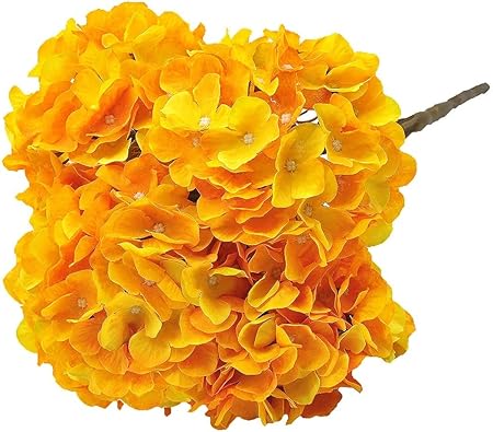 1755932124_71qlIqhy9JL._AC_SX450_-1.jpg
